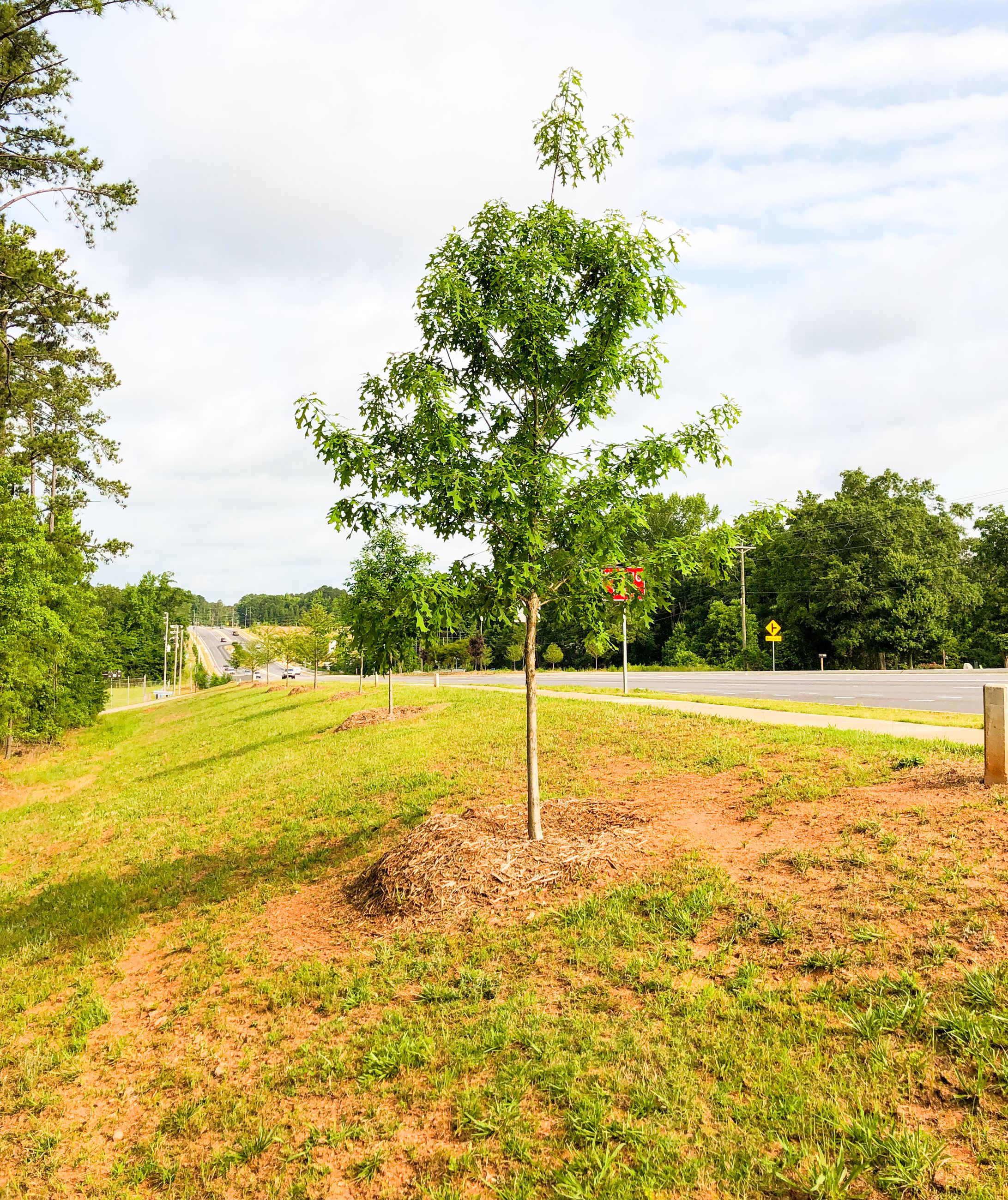 Trees on Mars Hill Road 3