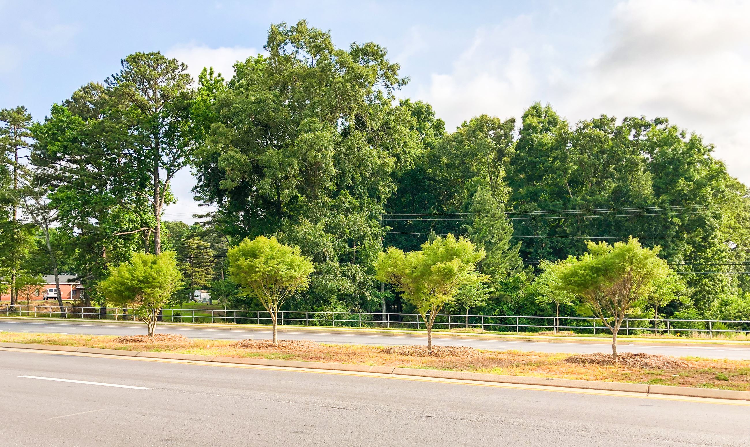 Trees on Mars Hill Road 4